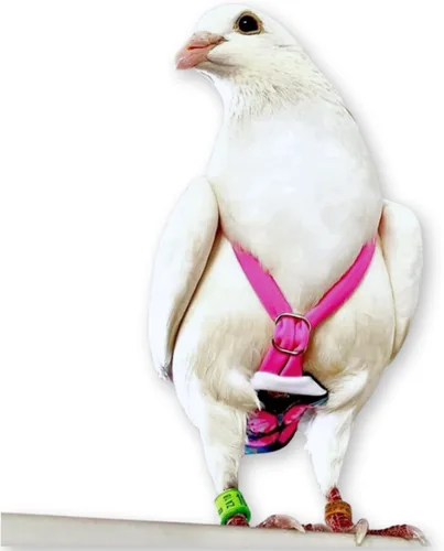 Miniatura 8 de FLYPER Mini pañal ajustable para pájaros, reutilizable, lavable, ajuste cómodo para loros, cacatúas y otros pájaros pequeños, accesorios de aviar
