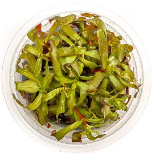 Miniatura 11 de Planta viva SubstrateSource - Hierba enana Eleocharis Belem cultivada en tejidos acuáticos para acuario - 100% libre de caracoles en copa in vitro