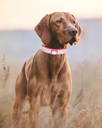 Miniatura 3 de Collar brillante para perros pequeños, medianos y grandes, collares de perro con corona de diamantes de imitación para perras y perros machos, Rosa