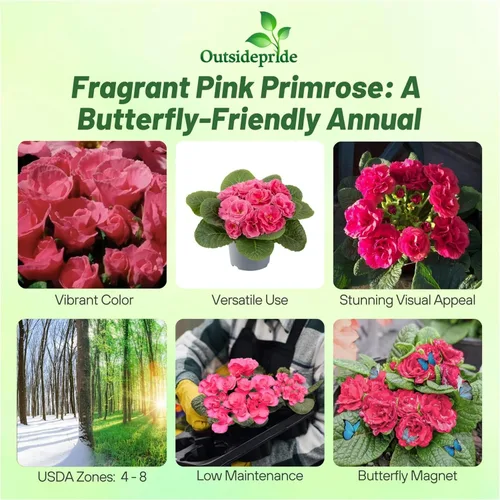 Miniatura 2 de Outsidepride 10 semillas anuales Primula común Primrose Primlet Pink Shades Semillas de flores para plantar