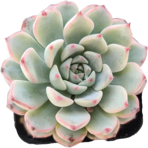 Miniatura 2 de Plantas de Cactus Suculentas Vivas (Maceta de 5 cm Echeveria Minima)