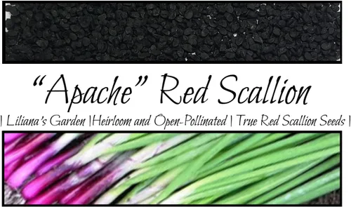Miniatura 8 de Semillas de cebolla roja "Apache", también conocidas como cebolleta roja o cebolla para ensalada Semillas de reliquia de Liliana's Garden