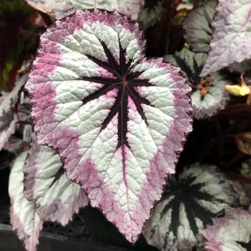 Miniatura 4 de Juego de 2 plantas vivas de begonia, plantas raras de begonia para remolque, cesta colgante ornamental de 5 a 9 pulgadas de alto, fuego