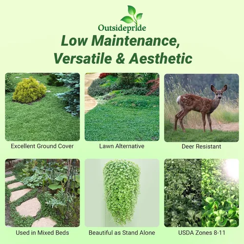 Miniatura 2 de Outsidepride Semillas de Dichondra Repens Perennes - 1 libra Semillas densas verdes de cobertura del suelo de bajo mantenimiento para plantar, ideal