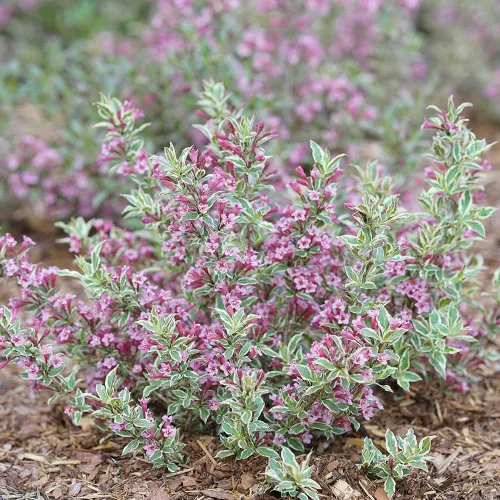 Miniatura 5 de Ganadores probados - Weigela florida My Monet (Weigela) Arbusto, flores rosas, #2 - Tamaño Contenedor