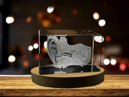 Miniatura 27 de Regalo para médicos 3D grabado en cristal recuerdo/regalo/decoración/(pequeño (3 x 2 x 2 pulgadas), arterias)