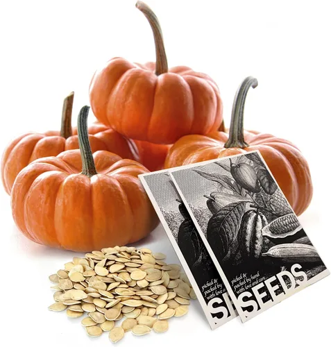 Paquete de 50 semillas de calabaza Jack Be Little para plantar, semillas nuevas y de calidad con alta tasa de germinación, naranja