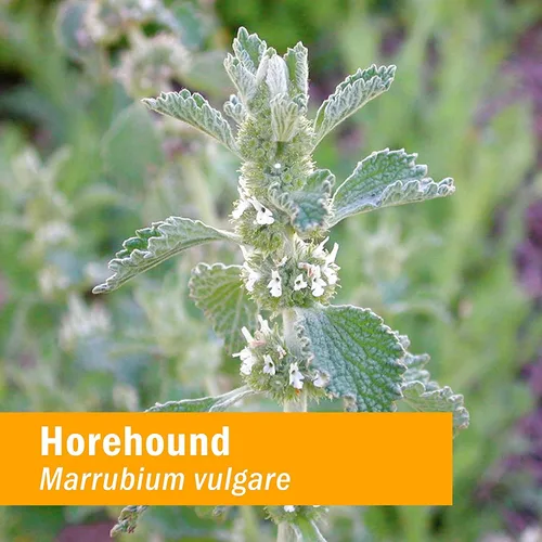 Miniatura 6 de Herb Pharm Gotas de extracto líquido Horehound para soporte del sistema respiratorio, 1 onza