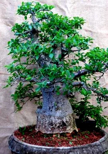 5 Semillas Baobab Seeds Adansonia digitata "Árbol de la Vida" | Planta Bonsai de Pan de Mono Raro