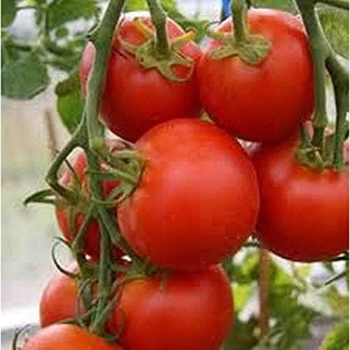 Sub Arctic Plenty Semillas de tomate (paquete de 40 semillas)