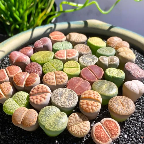 Miniatura 10 de Lithops Mezcla aleatoria de plantas suculentas vivas raras, 30/50/100 piezas de plantas suculentas vivas, raíz desnuda sin tierra de maceta
