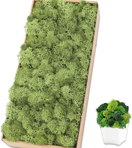 Miniatura 37 de Musgo de reno amarillo preservado de 3.5 onzas para plantas en maceta, decoración artesanal para arte de pared, musgo falso para decoración