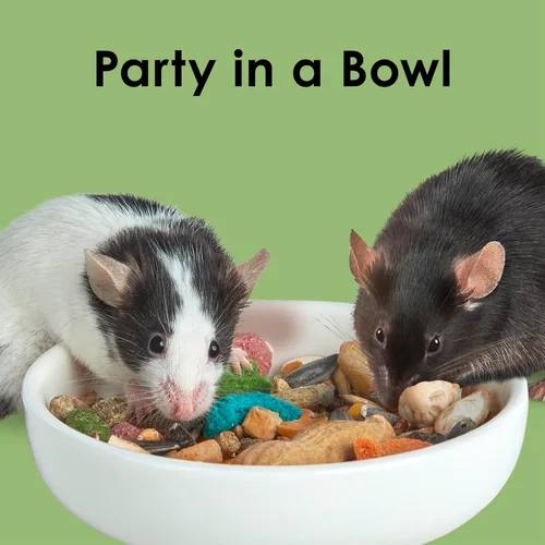 Miniatura 10 de Comida para ratones y ratas Kaytee Fiesta, mezcla nutritiva y divertida, apoya la salud dental y la digestión, 2 libras
