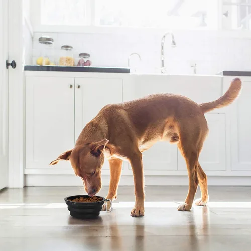 Miniatura 8 de Kytely Tazones grandes plegables para perros, paquete de 2 tazones plegables de viaje para perros de 34 onzas, cuenco portátil para alimentos