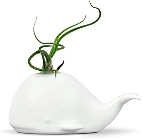Miniatura 7 de Fred Fancy Plants - Soporte para plantas de aire en forma de contenedor – Maceta de cerámica única para Tillandsia y plantas de aire pequeñas