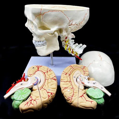 Miniatura 3 de Cráneo humano con cerebro y vértebra cervical Modelo anatómico Anatomía de tamaño real para estudio de aula de ciencias Modelo de enseñanza