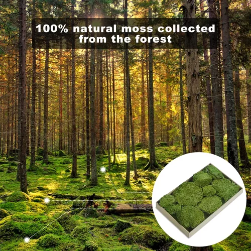 Miniatura 3 de TurelinnG Decoración de musgo preservado, musgo de bosque real, musgo para manualidades, flexible para manualidades, hogar, pared, terrario