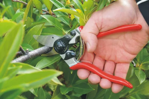 Miniatura 4 de Felco Tijeras de podar (F 6) y (F 310) - Podadoras de jardín con una sola mano de fabricación suiza de alto rendimiento