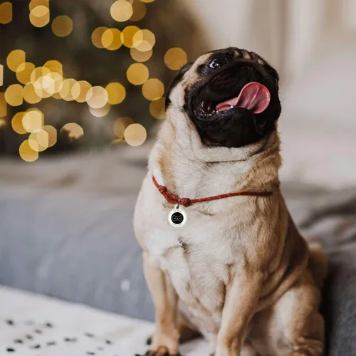 Miniatura 6 de Placa de identificación de perro con código QR, placa de identificación de mascota silenciosa grabada con perfil en línea («Bingo Bone»)