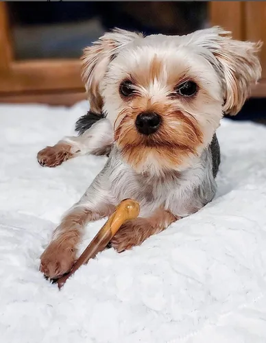 Miniatura 2 de Nylabone Power Chew Flavor Frenzy - Juguetes masticables duraderos para perros, sabor a hamburguesa con queso y tarta de manzana