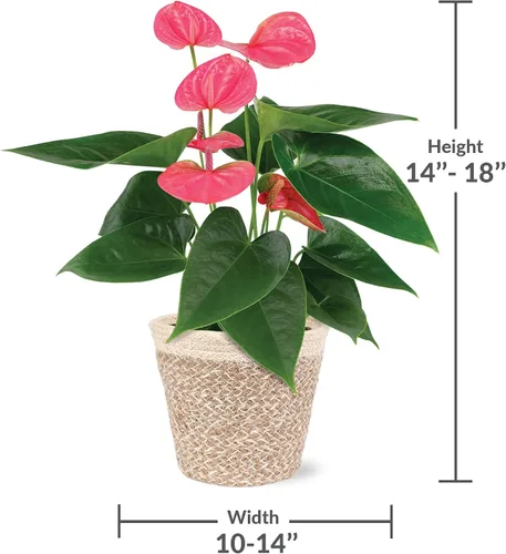 Miniatura 5 de Green Circle Growers - Anthurium rosa de 5 pulgadas en maceta de yute crema, plantas de interior vivas, planta