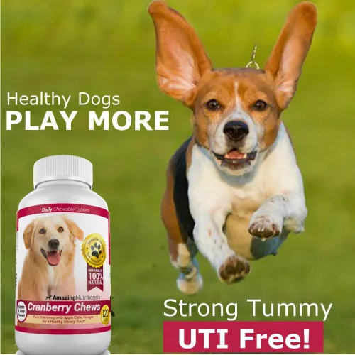 Miniatura 4 de Arándano para perros Amazing, antioxidante, ayuda al tracto urinario, previene y elimina Infecciones urinarias en perros, 120 masticables