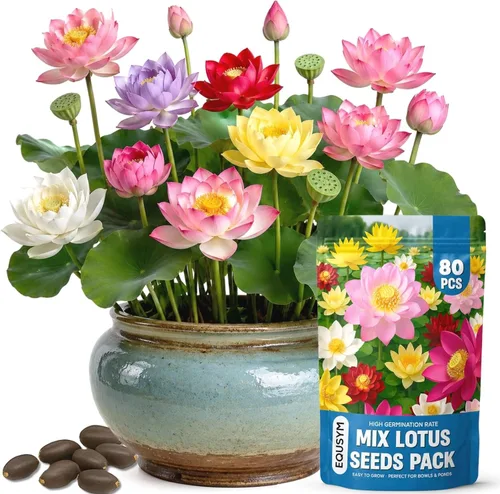 80 piezas de semillas de loto para plantar – Semillas de flor de loto en cuenco Bonsai, semillas mixtas de loto fáciles de cultivar, no