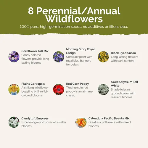 Miniatura 3 de Eden Brothers Flowery Fields Forever Flower - Semillas mixtas para plantar, 1/4 libras, más de 120,000 semillas con aciano, Candytuft Atrae
