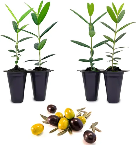 Miniatura 4 de Olivo Arbequina (paquete de 4) Real Olea Europaea Plantas fáciles de cultivar Gran regalo para celebraciones Cultiva tu propia comida en tu