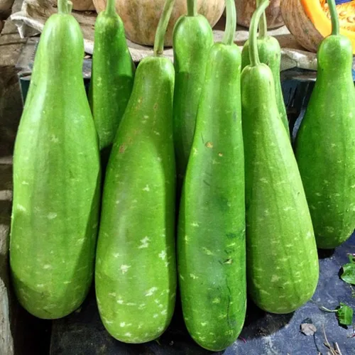 Miniatura 4 de 25 piezas de semillas de calabaza de botella larga india para plantar, semillas de vegetales sin OMG para el jardín del hogar, terraza, jardineras