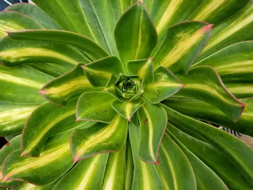 Miniatura 8 de Fat Plants San Diego Mezcla de tierra prémium para cactus y suculentas, para plantas de cactus, palmeras y cítricos, cultivadas en recipientes