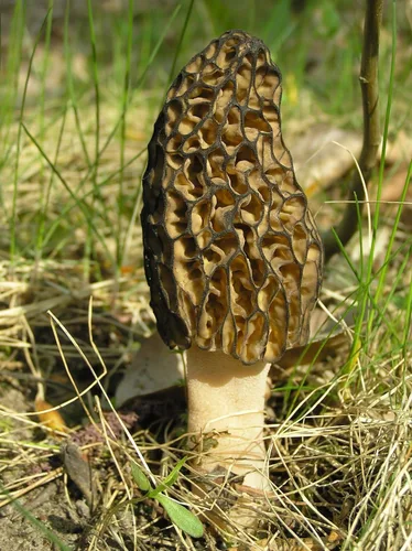 Miniatura 8 de Sporas Black Morel Setas Semillas Micelio Spawn Crecer Bonsái Secado No GMO