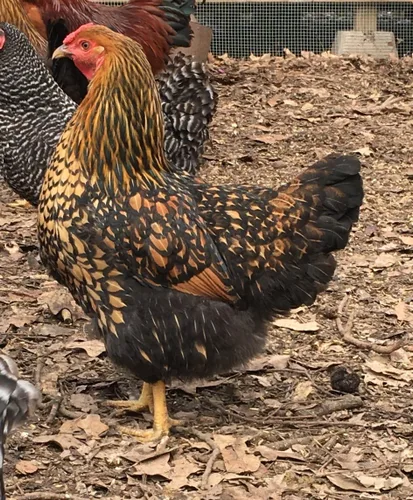 Miniatura 2 de Huevos para incubar de pollo criados en orgánicos (12 huevos)