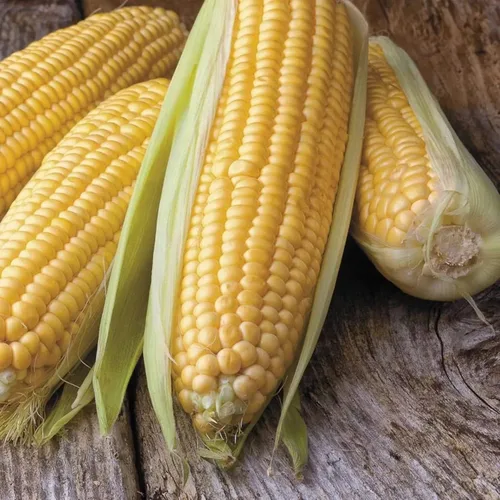 Miniatura 3 de Park Seed Variedad de semillas de maíz, semillas de verduras sin OMG para plantar, fáciles de cultivar, perfectas para cosechar, Honey Select Honey