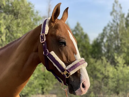 Miniatura 3 de Ride Now Glossy Buckle Headcollar Horse Halter with Detachable Faux Fur Band