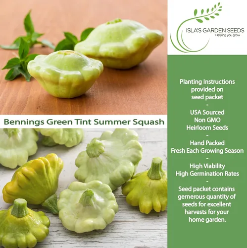 Miniatura 2 de Bennings Green Tint Summer Squash, 30 semillas tradicionales por paquete, Patty Pan Squash, semillas sin OMG, nombre botánico: Cucurbita Pepo