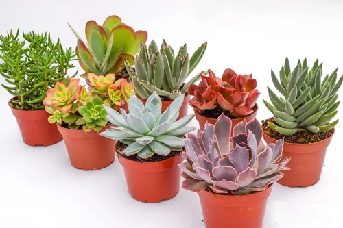 Suculentas grandes y coloridas para exteriores, surtidas de 4 pulgadas, plantas suculentas vivas para exteriores, suculentas vivas grandes con