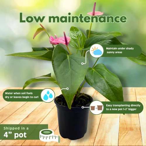 Miniatura 5 de BubbleBlooms Anthurium Purple, 4 pulgadas