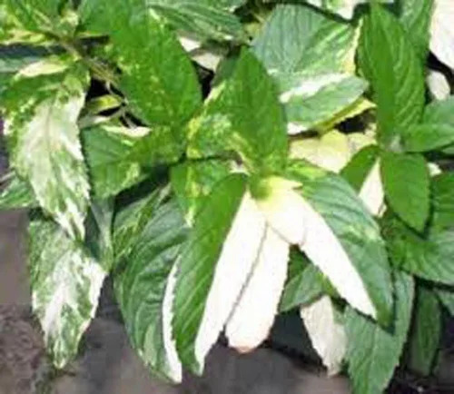 Miniatura 2 de Menta herbácea, semillas herbáceas, sin OMG, 20 semillas de menta, deliciosas