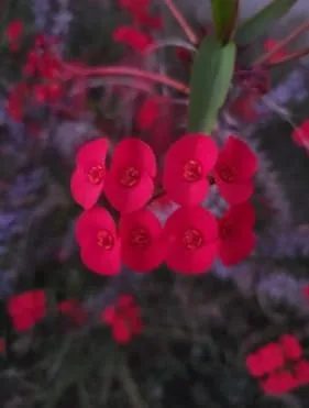 Euphorbia milii, Corte de corona de espinas (rojo pequeño) No es una planta.