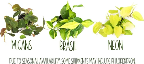 Miniatura 8 de Plantas de Pothos Vivas (4PK) Plantas de Interior Vivas Plantas de Casa, Planta de Pothos Viva Plantas de Casa, Planta de Dinero Pothos