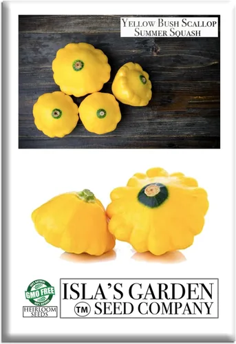 Isla's Garden Seeds - Semillas de calabaza de verano de Yellow Bush Scallop (Pattypan, Cucurbita pepo var. clypeata) – Más de 30 semillas de