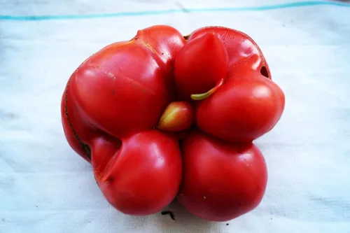 Miniatura 2 de Semillas de tomate Travel Voyage Reisetomate para plantar unas 20 semillas