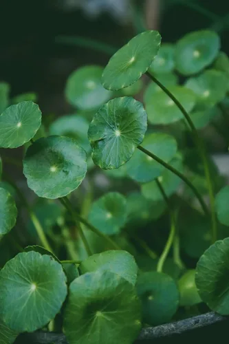 Miniatura 2 de Gotu Kola en polvo, hecho de centella asiática 100% - Pure, Natural Asiatic Pennywort/Indian Pennywort - Peso neto: 1.76 oz/50 g