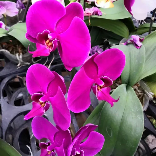 Miniatura 6 de PLANTA DE ORQUÍDEA DE DENDROBIO HAWAIANO 2" MACETA ~ CRECIR HAWAII