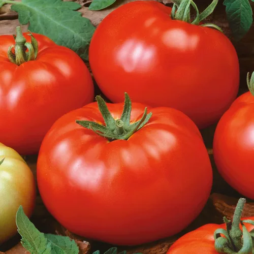 Semillas de tomate rojo brandywine orgánico, paquete de 300 mg, 84 semillas, sin OMG, certificadas orgánicas, reliquia - huerto - Lycopersicon