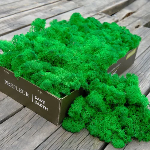 Miniatura 18 de Musgo de Reno Preservado Verde Natural Kit de Bricolaje Arte de Jardinería Decoración de Pared Decoración de Floristería Decoración de Mesa