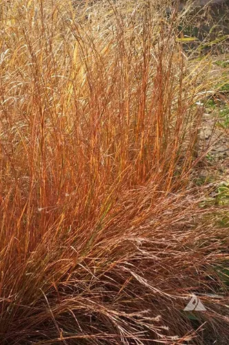Miniatura 3 de 1000 semillas de hierba de pradera Little Bluestem nativo americano, sin OMG