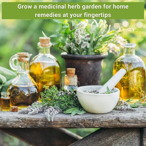 Miniatura 4 de Sow Right Seeds - Gran colección de semillas de hierbas medicinales para plantar - Manzanilla, equinácea, lavanda, menta, apio de panadero, melisa