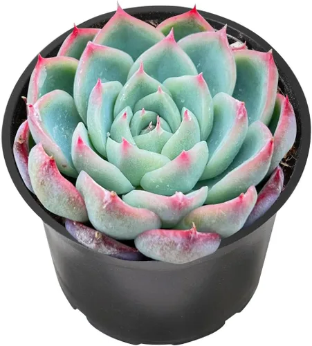 Miniatura 28 de Sprout N Green Sedum Dorado, Sedum adolphi, Mini suculenta viva totalmente enraizada en maceta de inicio de 2 pulgadas con mezcla de tierra, planta